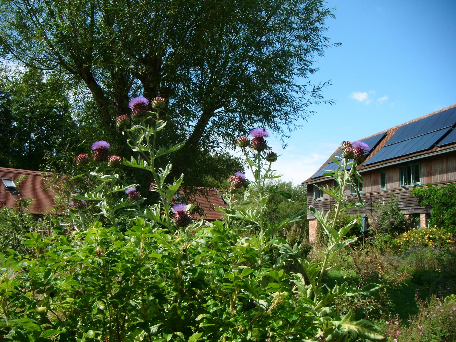 Threshold Centre Garden